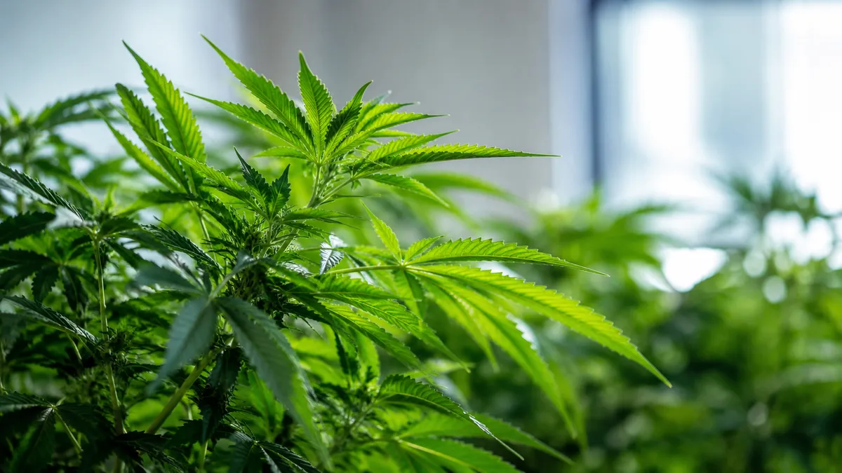 Plantas de cannabis en el interior de una asociación cannábica